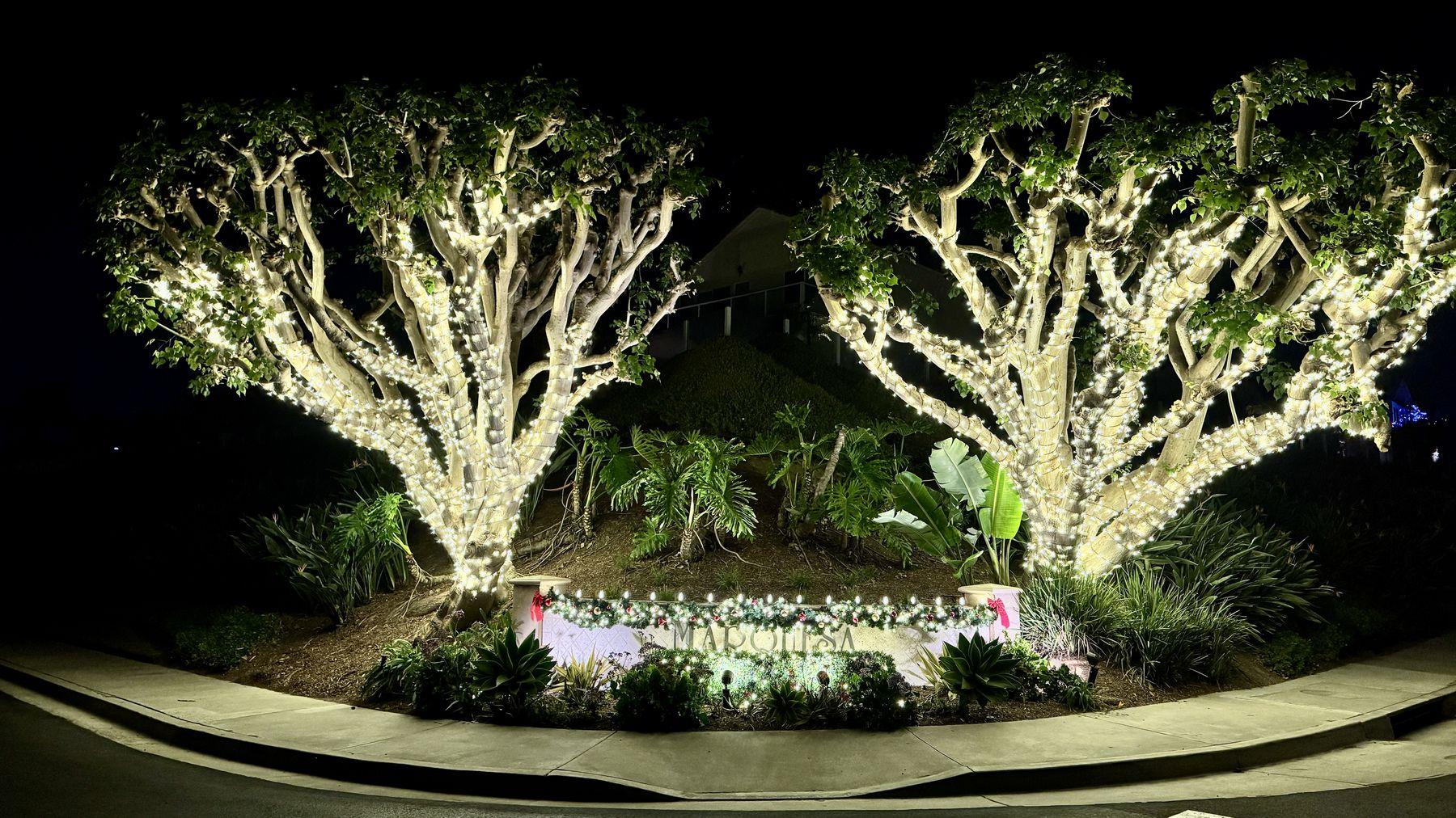 Two trees wrapped in warm white lights above a lit planter at the Marquesa entrance