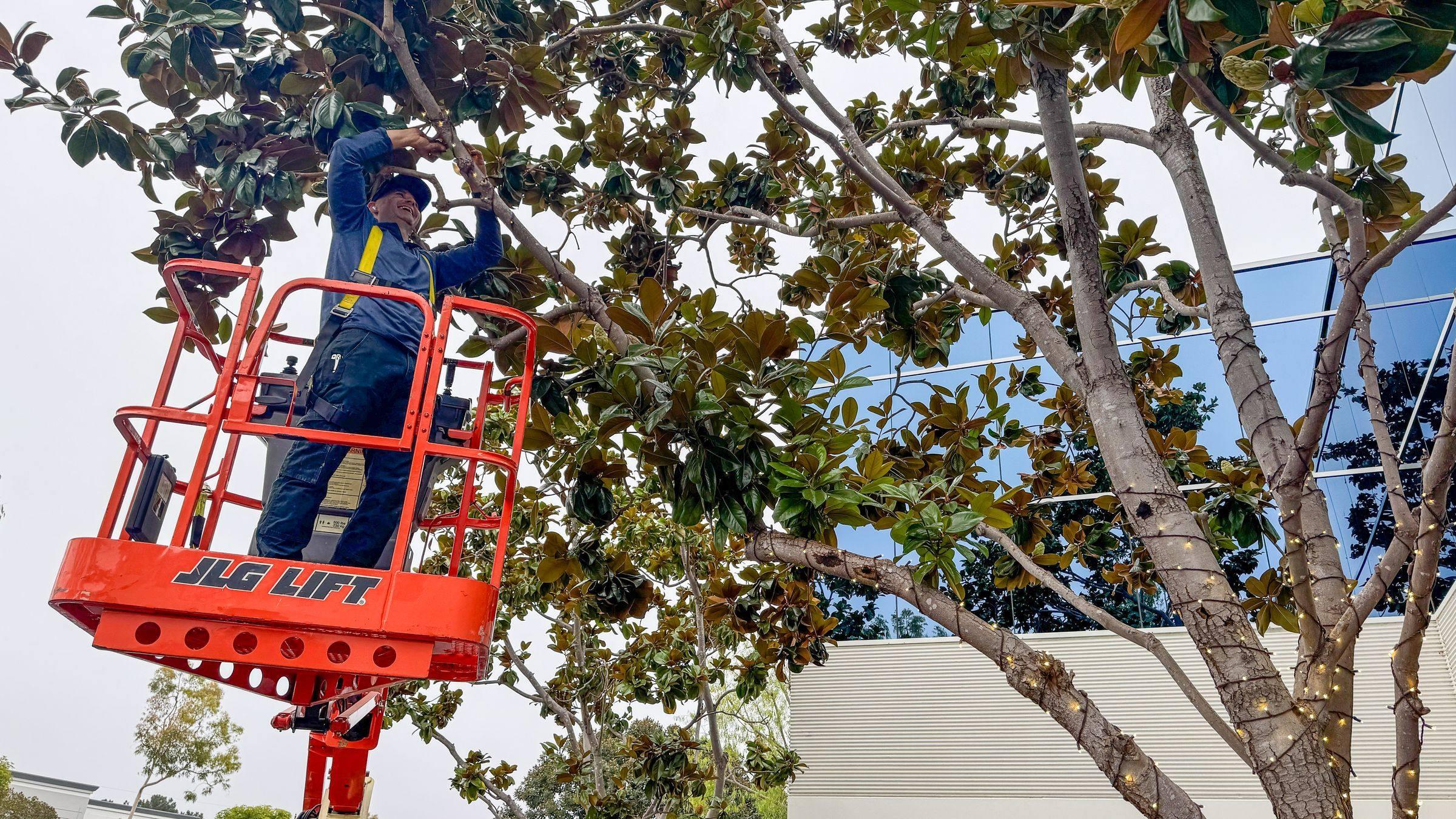 Installer in a lift basket wrapping light strands through the branches of a magnolia tree