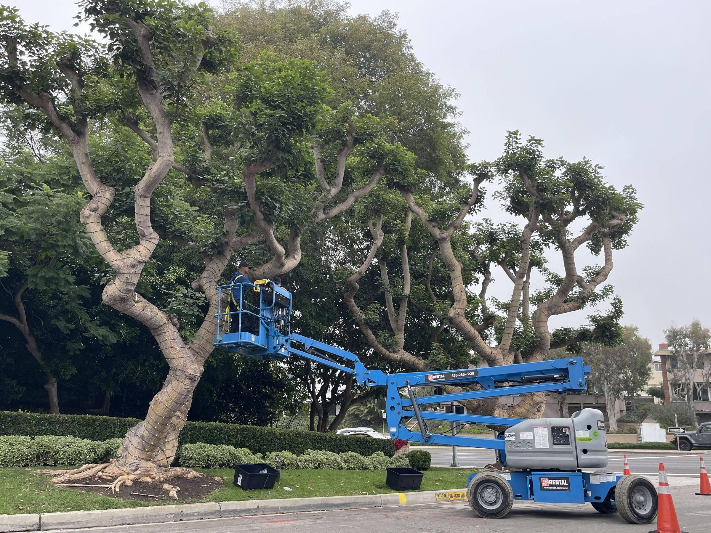 Boom lift beside tall trees before a daytime lighting install