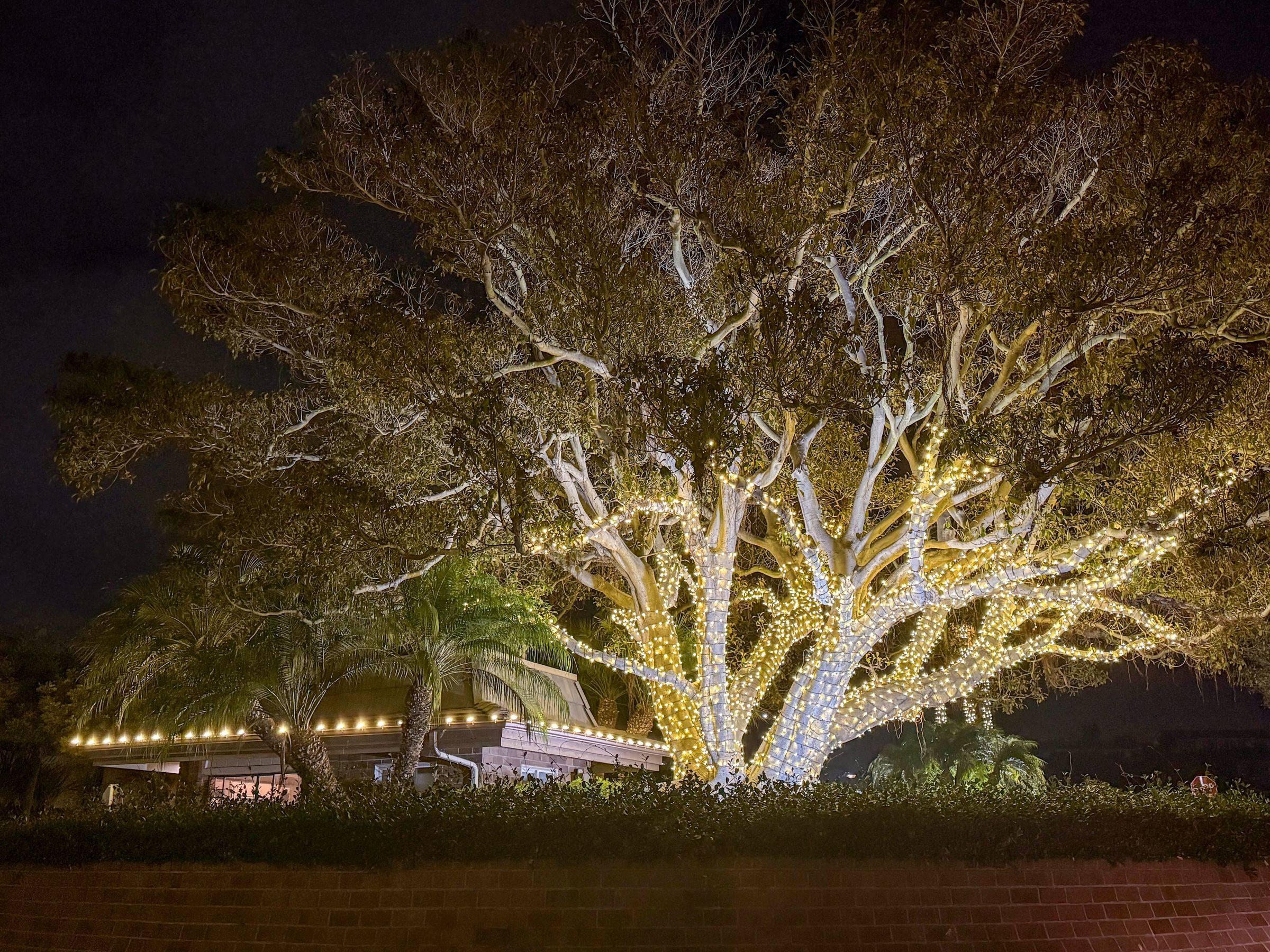 A giant oak wrapped branch by branch in warm white lights at Jasmine Creek