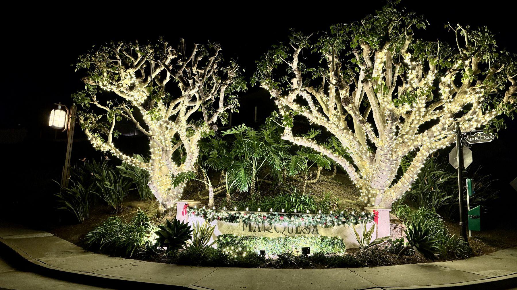 Two sculptural trees wrapped in warm white lights over a planted median at the Marquesa entrance