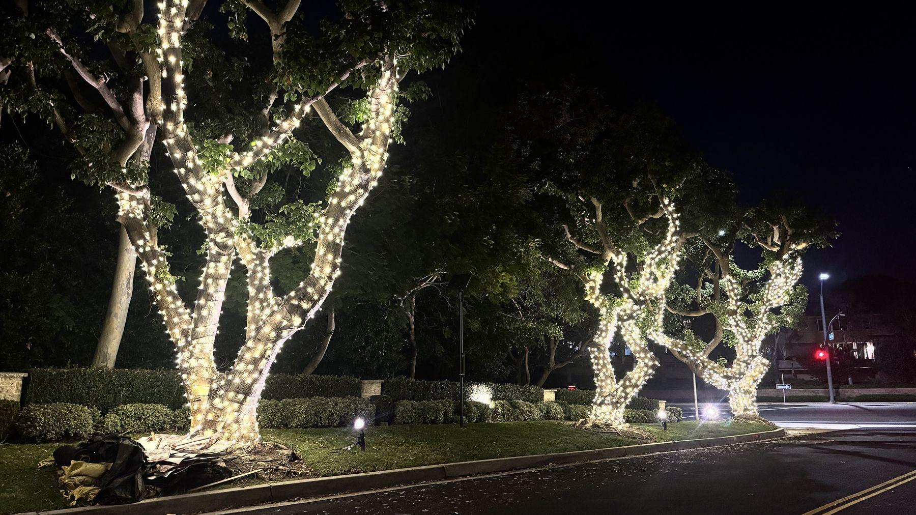 Row of tall trees wrapped in warm white lights along a street median at Shore Cliffs